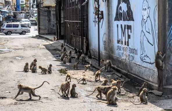  泰国|泰国猕猴街头闹事致道路失控，居民不敢出门，逼得警方用弹弓阻止