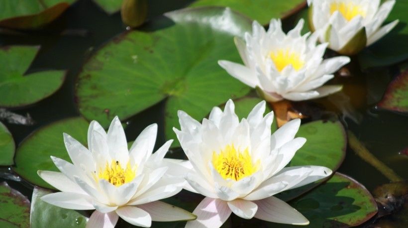  运势|8月开始运势一路走旺，财气进门，富贵荣华的四大属相