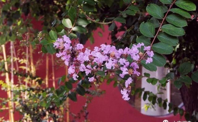  宝相寺|周末约起！来宝相寺看花花世界