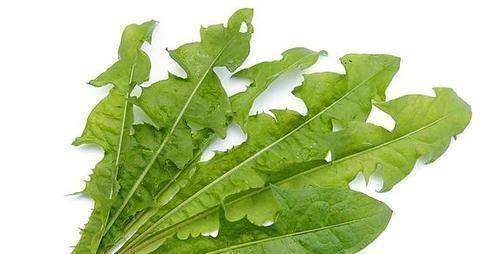 蒲公英|事实上蒲公英也可以吃，他仍然是绿色蔬菜前四名，很少有人知道却