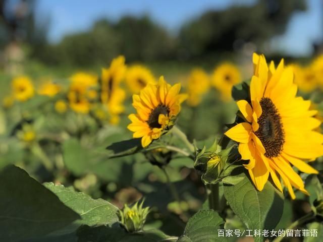 葵花|沈阳花讯通知：朵朵葵花向阳开