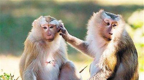  来临|不久后，属猴人必有“两喜”来临，转运在此一回！属猴人快接稳了