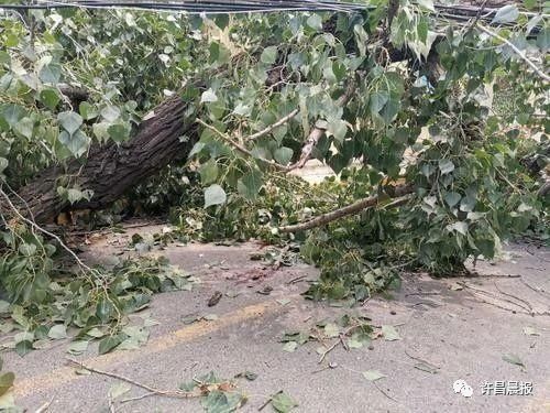 断落|祸从天降！直径30厘米的枝干突然断落，她奋力推开两名幼童