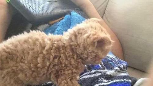  小奶猫|橘猫怀孕75天不生，主人急得乱投医，生出后一看：它爸是泰迪？