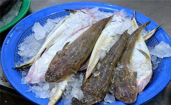 潮汕地区|这鱼在我国不值钱,潮汕人懂它的价值,到了日本摇身一变成高档货