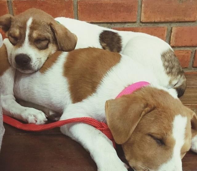  对主人|狗狗“睡觉”的八个秘密，说明你在它心目的重要位置