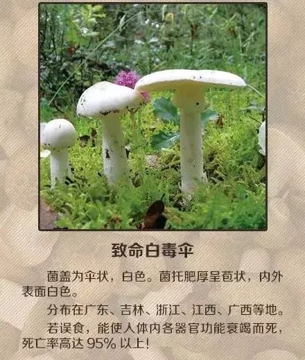 女子|吃了这个东西后,女子报警:家里进了4个贼