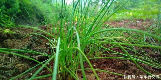 春节|春节乖乖待在家大鱼大肉吃腻了吧春天一种“野草”让你不再油腻