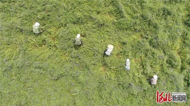 大暑|河北：大暑将至农事忙