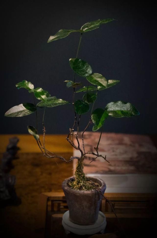  书房|家的气质，在书房