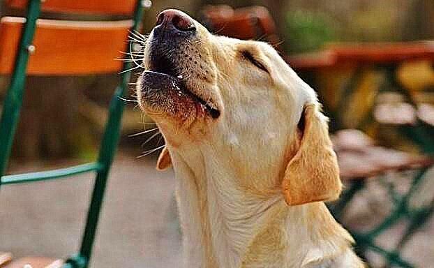  嚎叫|为何狗狗有时会像狼那样嚎叫