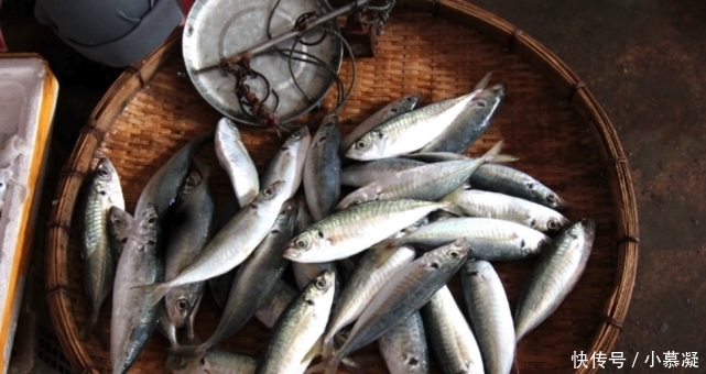 野生|这三种鱼,目前为止没办法人工养殖,所以放心买着吃吧