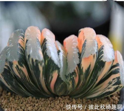 全球|盘点全球昂贵8类多肉,养过其中3种,我跪下抱大腿,乖乖叫土豪