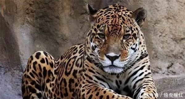 惊讶|盘点19个杀人最多的动物排行榜, 第一位令人惊讶!