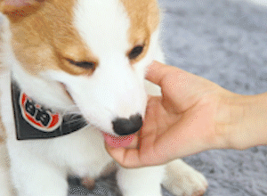 后代|柯基犬的“基因”有多强大？网友：永远都摆脱不了的小短腿！