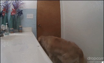 躲进|主人不在家,12岁狗狗怕打雷躲进厕所,一系列举动乖巧得让人心疼