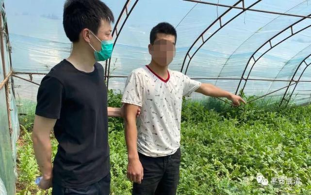 西瓜|4人在武清多次偷西瓜!拘留!