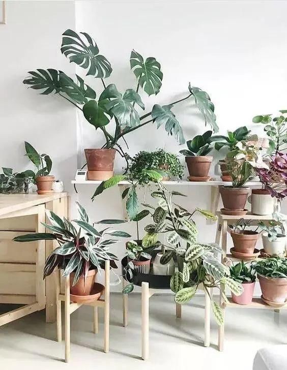  花朵|家里不仅需要有花朵也要有绿植，那才有味道