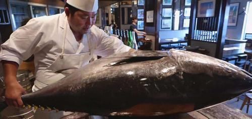 动物|日本人这种鱼比“黄金”还贵中国人天天能吃太令人眼红了