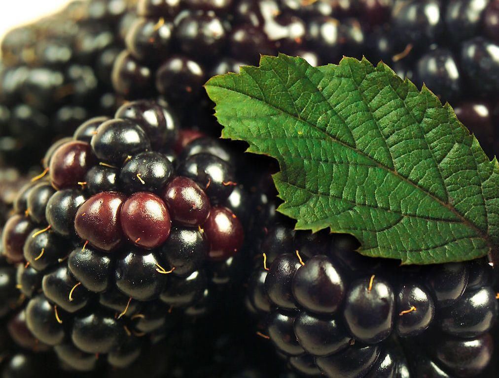  接触性皮|皮肤易过敏？多吃这个水果就够了