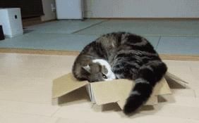 电话|这只猫通宵等主人电话,只为在摄像头里见一面,无数网友泪崩…