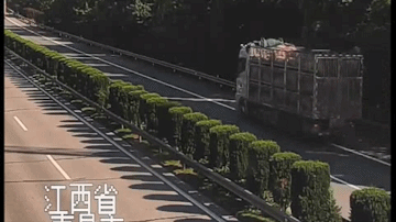  高速|看“傻”了！两男子高速上抱着一头猪，接下来还有神操作