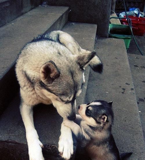  足够|狗狗的日常：只要心态足够好，哪里都是巴厘岛