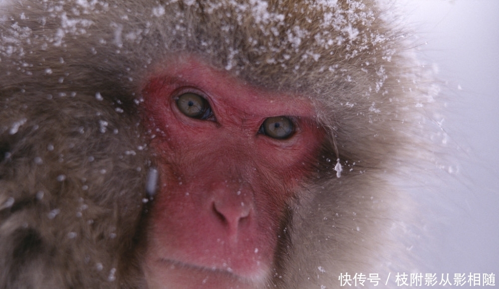  容光焕发|转运啦！恭喜3个生肖8月容光焕发，迎来胜利！