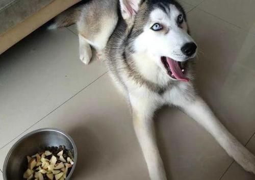 二哈|闺蜜看到我家二哈颜值爆表非要带回家养几天,于是我笑呵呵的答应