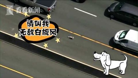 追逐|两车相撞宠物狗逃窜 高速上演“人狗追逐大战”