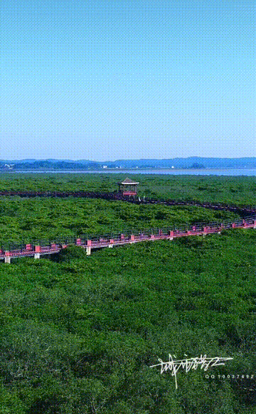 海中|中国这个美丽海滨！城在海中、海在城中，藏着绝妙生活却少有人知