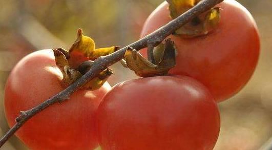 大规模|柿子大规模脱落，只因树上生白蚧，农村4条防治技术轻松搞定！