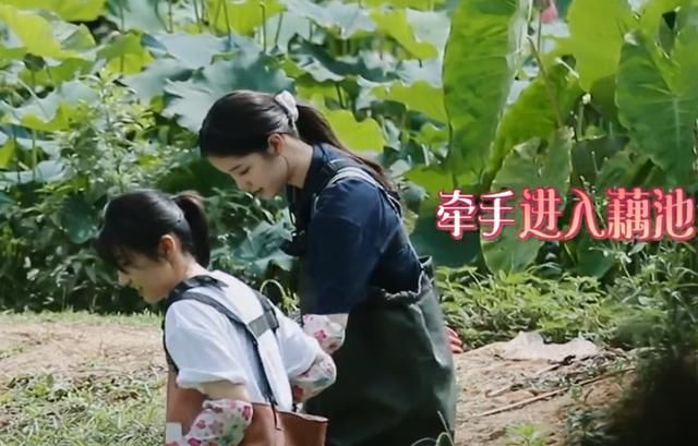  救护车|《向往》嘉宾挖藕，镜头无意间照到远处的救护车，节目组太用心了