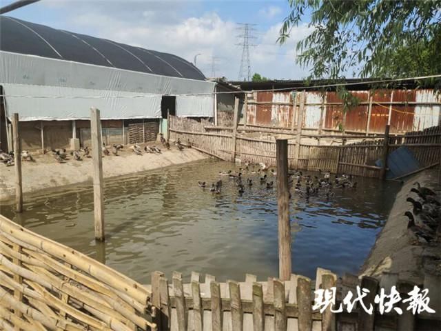 徐某|盗捕销售野鸭上千只，18名嫌疑人被诉