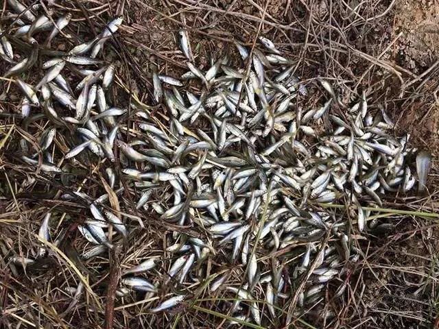 我国|很多国家用它来灭蚊虫，我国却把它当美食，现已成功入侵世界各地