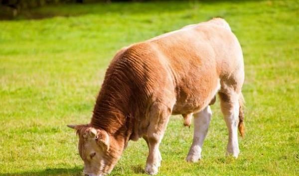  月底|再熬三天，属牛人一辈子最大的贵人来找你了，7月底变“金”牛！