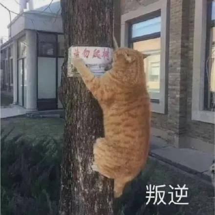  杨迪|下跪的杨迪，也救不回《青春环游记2》！