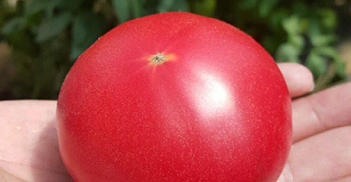 凉拌菜|最近很火的一道凉拌菜,凉拌全家福,清爽解腻,做法超简单