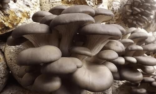 肉汤|秋天，多喝此汤，好喝又营养，比肉汤香，比西红柿汤鲜