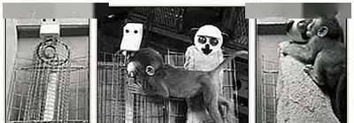 婴儿|婴儿对母亲的强烈依恋是因为哺乳吗?这群猴子给出了答案