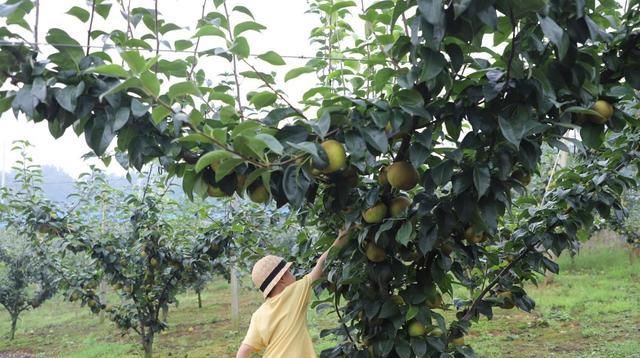 开幕|广德市：双岗蜜梨采摘文化节欢乐开幕
