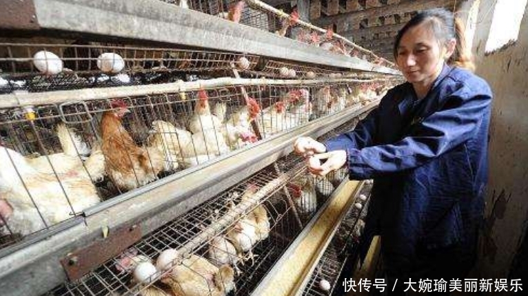 生产|超市的鸡蛋并不是母鸡下的，看到工厂生产鸡蛋的过程，就懂了！