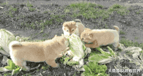 姑娘|搞笑GIF趣图:姑娘表情真的好醉人,我承认我被迷住了