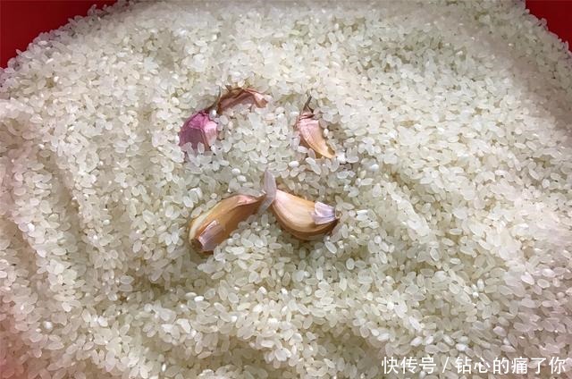 实用|学会大米的正确储存方法,放一年都不生虫不发霉,简单又实用