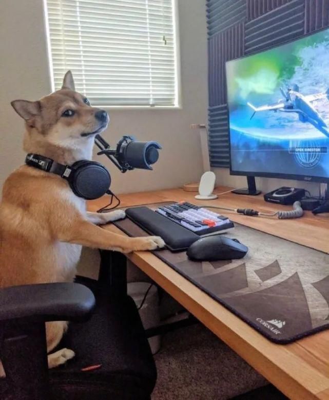  讨生活|柴柴超可爱！我们小狗讨生活可不易了！