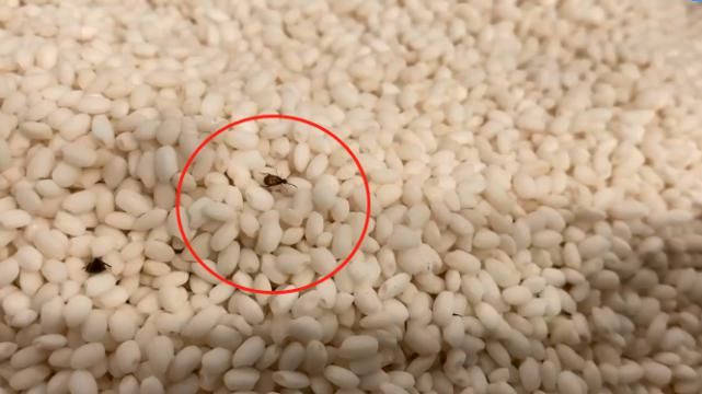 散装|沪上知名超市散装杂粮爬满小虫！店家说都不要紧！坊记来了，没想到…