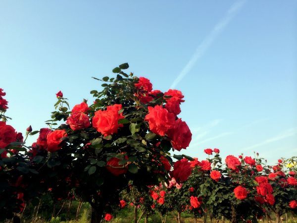 玫瑰之恋！“可视电台”今日唱响玫瑰花海里的音乐会