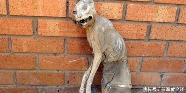  猫咪|猫咪失踪20年，当男子再次找到它时，顿时感觉意外了