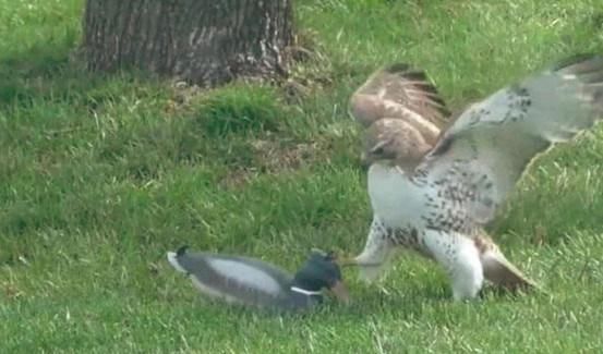  鸭子|老鹰想抓鸭子当午餐，没想到却栽了个大跟头，表情一下子就凝固了