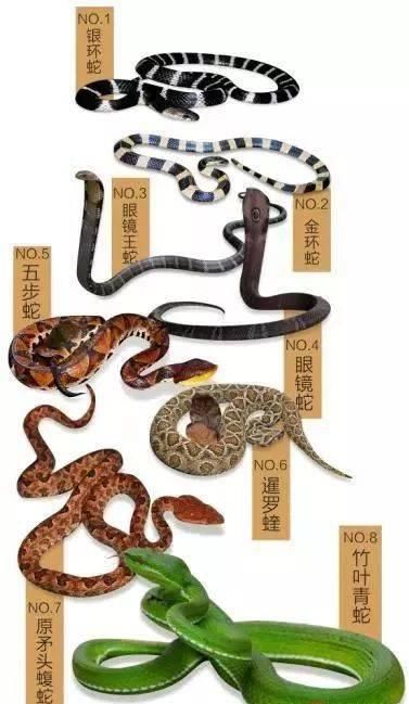  入院|可怕！潮汕两男子先后被同一种毒蛇咬伤入院